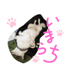 まったりしば（個別スタンプ：25）