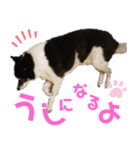 まったりしば（個別スタンプ：34）