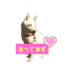 まったりしば（個別スタンプ：35）