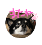 まったりしば（個別スタンプ：36）