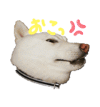 まったりしば（個別スタンプ：37）