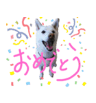 まったりしば（個別スタンプ：38）
