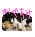 まったりしば（個別スタンプ：39）