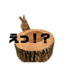 うさぎさんのこむぎ⑤-2（個別スタンプ：5）