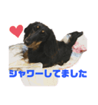 ミニチュアダックスフンドまろちゃんNO3（個別スタンプ：2）