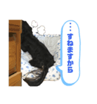 ミニチュアダックスフンドまろちゃんNO3（個別スタンプ：3）