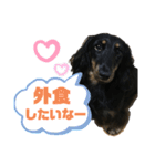 ミニチュアダックスフンドまろちゃんNO3（個別スタンプ：12）