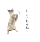 ねこ＊グルートさん＊（個別スタンプ：1）