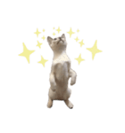 ねこ＊グルートさん＊（個別スタンプ：3）