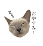 ねこ＊グルートさん＊（個別スタンプ：8）