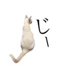 ねこ＊グルートさん＊（個別スタンプ：10）