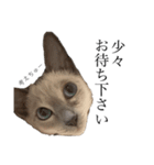 ねこ＊グルートさん＊（個別スタンプ：11）