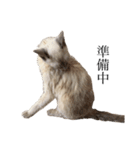 ねこ＊グルートさん＊（個別スタンプ：12）
