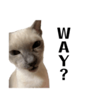 ねこ＊グルートさん＊（個別スタンプ：15）