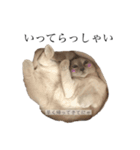 ねこ＊グルートさん＊（個別スタンプ：17）