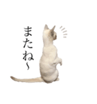 ねこ＊グルートさん＊（個別スタンプ：18）