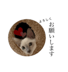 ねこ＊グルートさん＊（個別スタンプ：20）