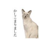 ねこ＊グルートさん＊（個別スタンプ：22）