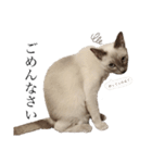 ねこ＊グルートさん＊（個別スタンプ：23）