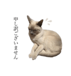 ねこ＊グルートさん＊（個別スタンプ：24）