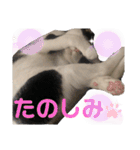 やんくんですよ（個別スタンプ：14）