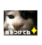 やんくんですよ（個別スタンプ：15）