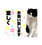 やんくんですよ（個別スタンプ：19）