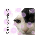 やんくんですよ（個別スタンプ：21）