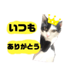 やんくんですよ（個別スタンプ：22）
