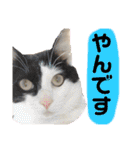 やんくんですよ（個別スタンプ：25）