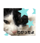 やんくんですよ（個別スタンプ：30）