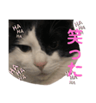 やんくんですよ（個別スタンプ：35）