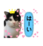 やんくんですよ（個別スタンプ：36）