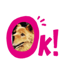 わんぱくわんこ（個別スタンプ：3）
