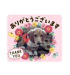 わんぱくわんこ（個別スタンプ：7）