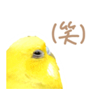 はむネコの家のピーちゃん（個別スタンプ：2）