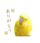 はむネコの家のピーちゃん（個別スタンプ：5）