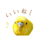 はむネコの家のピーちゃん（個別スタンプ：6）