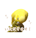 はむネコの家のピーちゃん（個別スタンプ：7）