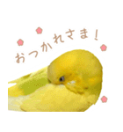 はむネコの家のピーちゃん（個別スタンプ：9）