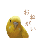はむネコの家のピーちゃん（個別スタンプ：10）