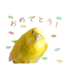 はむネコの家のピーちゃん（個別スタンプ：11）
