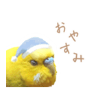 はむネコの家のピーちゃん（個別スタンプ：12）