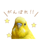 はむネコの家のピーちゃん（個別スタンプ：13）