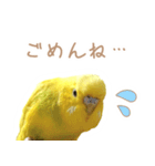 はむネコの家のピーちゃん（個別スタンプ：14）