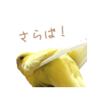 はむネコの家のピーちゃん（個別スタンプ：15）