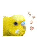 はむネコの家のピーちゃん（個別スタンプ：17）