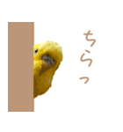 はむネコの家のピーちゃん（個別スタンプ：18）