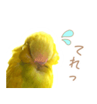 はむネコの家のピーちゃん（個別スタンプ：19）