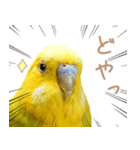 はむネコの家のピーちゃん（個別スタンプ：20）